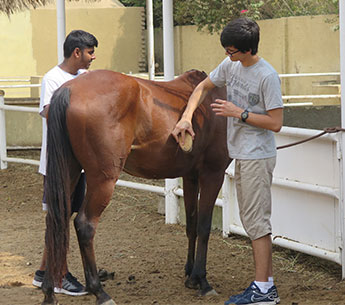Boys Grooming a Horse